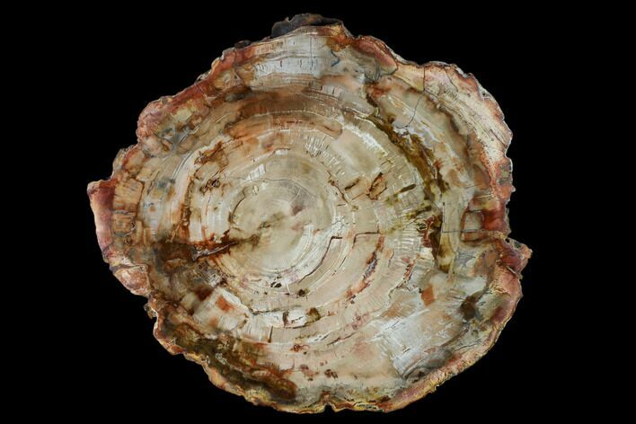 Petrified Wood (Araucaria) Round - Madagascar #157786